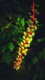 Close-up of red flowers