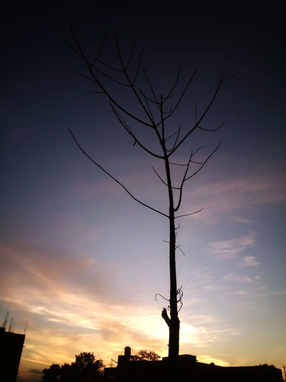 SILHOUETTE BARE TREE AGAINST SCENIC SKY