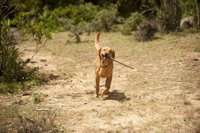 Dogs running on field