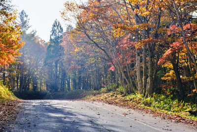 Road amidst trees in forest during autumn