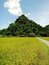 Scenic view of agricultural field against sky