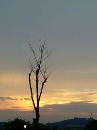 Silhouette bare tree against sky during sunset