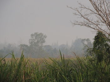 Trees in foggy weather