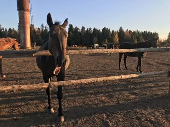 Horse standing in field against sky