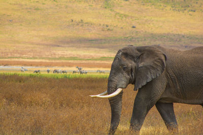 Side view of elephant on landscape