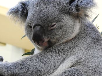 Close-up portrait of an animal