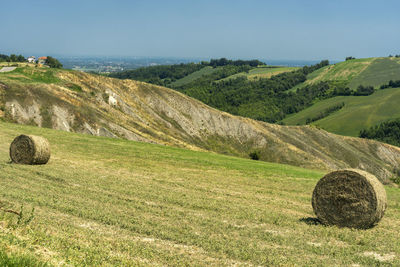 Scenic view of field against clear sky