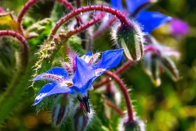 Close-up of butterfly on purple flowering plant