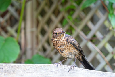 Close up of juvenile young blackbird brown feathers perched on wooden surround in summer sun