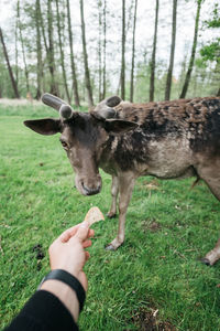 Cropped hand of person feeding bread to deer on field