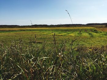 Scenic view of grassy field against sky