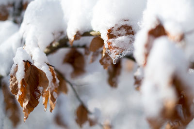 Close-up of frozen ice