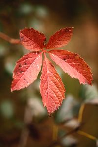 Close-up of red maple leaves