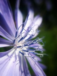 Close-up of purple flower