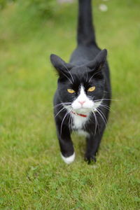 Close-up of a cat on field