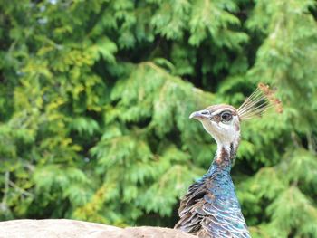 Close-up of peacock