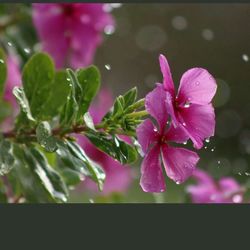 Close-up of flowers blooming outdoors