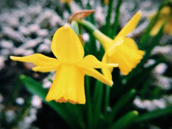 Close-up of yellow flower