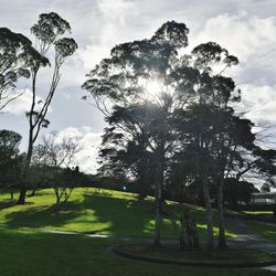 Trees in park against sky