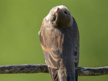 Close-up of bird perching on branch