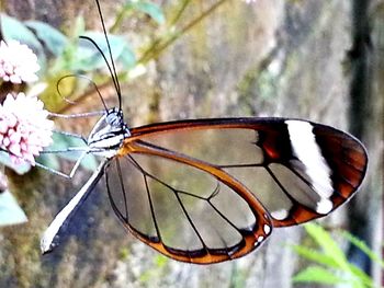 Close-up of flowers against blurred background
