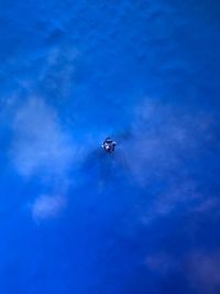 Insect on blue sky