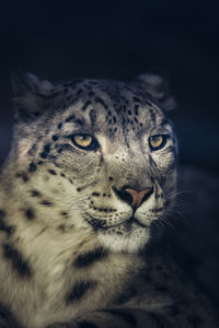 Close-up portrait of leopard against black background