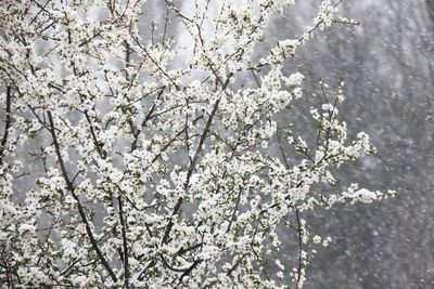 Cherry blossoms in spring