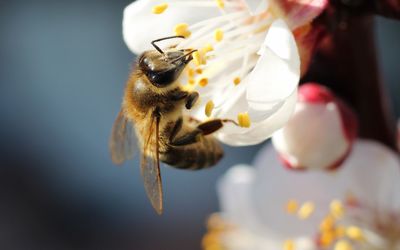 Close-up of bee pollinating flower