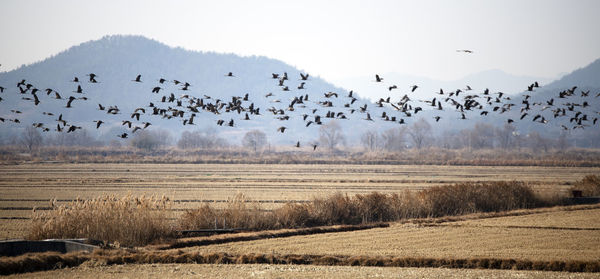 Flock of birds flying over land