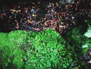 High angle view of plants growing on land