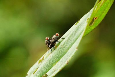 Close-up of insect on leaf