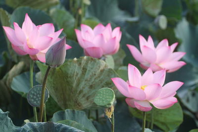 Close-up of pink lotus