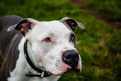 Close-up portrait of a dog