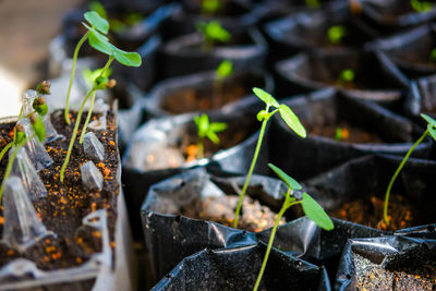 Close-up of potted plant