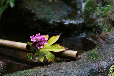 Close-up of pink flowering plant