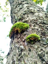 Moss growing on tree trunk
