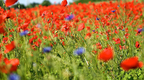 Poppy flowers growing on field