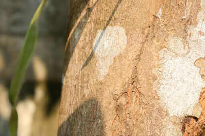 Close-up of tree trunk in forest