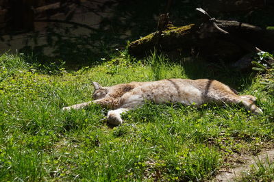 Cat relaxing on field