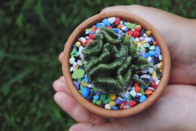 Close-up of hand holding a pot with a cactus