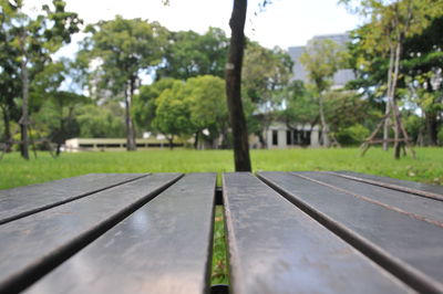 Close-up of trees against sky