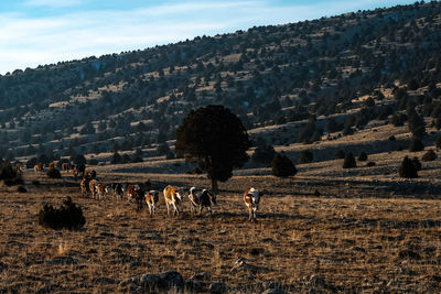 People in a field