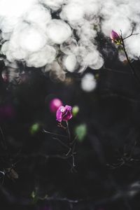 Close-up of pink flowers blooming outdoors