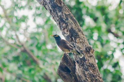 Bird perching on a tree