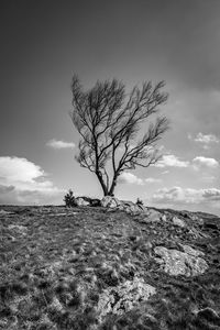 Bare tree on field against sky