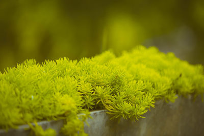 Close-up of yellow flowering plant