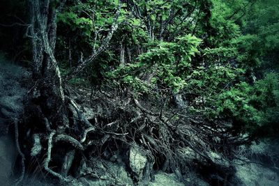 Trees growing in forest