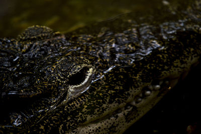 High angle view of crocodile swimming in lake