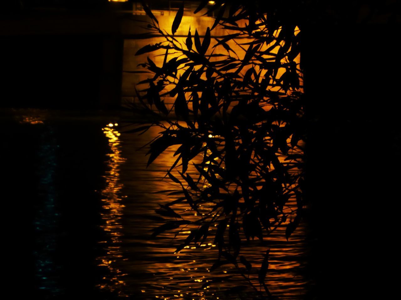 SILHOUETTE PLANT BY LAKE AT NIGHT